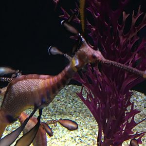 Weedy Seadragon