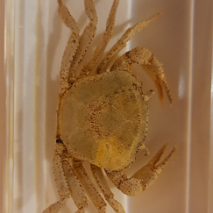 Crab Specimen ID?