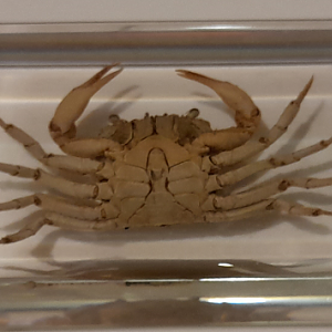 Crab Specimen ID?