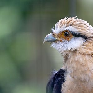 Yellow-headed caracara : Cotswold Falconry Centre : 04 Sep 2020