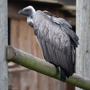 White-backed vulture : Cotswold Falconry Centre : 04 Sep 2020