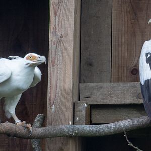 Palm-nut vulture : Cotswold Falconry Centre : 04 Sep 2020