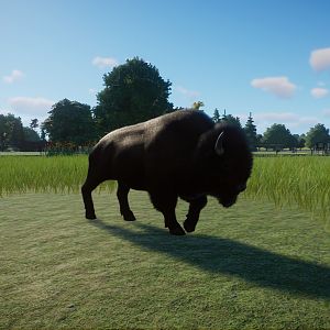 American Bison