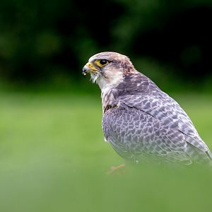 Lanner falcon : Cotswold Falconry Centre : 04 Sep 2020
