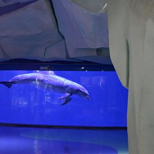 Bottlenose dolphin (Tursiops truncatus)