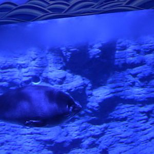 Baikal seal (Pusa sibirica)