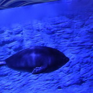 Baikal seal (Pusa sibirica)