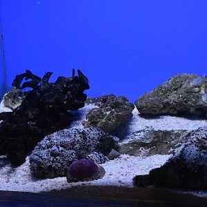 Reef Stonefish（Synanceia verrucosa）