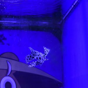 humpback grouper (Cromileptes altivelis)