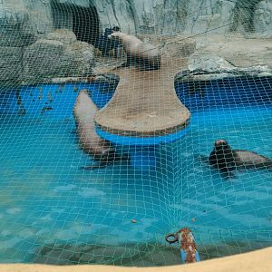 Steller Sea Lion (Eumetopias jubatus)