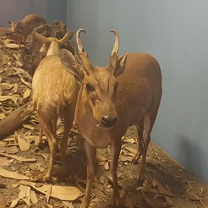 Muntjac & Spotted Chevrotain