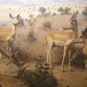 Blackbuck & Chinkara