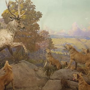 Sambar attacked by  Wild Dogs