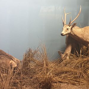 Hog deer & Indian wild boar