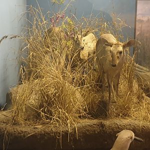 Four-horned antelope & Smooth-coated otter