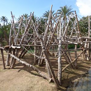 Bornean Orang-utan and Lar Gibbon island