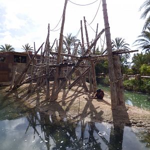 Bornean Orang-utan and Lar Gibbon island (2)