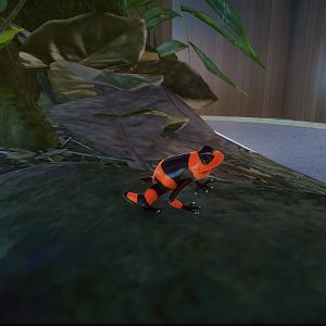 Lehmanns Poison Frog