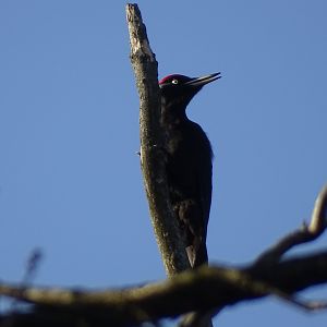 Black woodpecker, Dryocopus martius