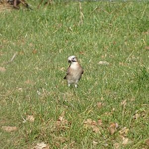 Eurasian jay, Garrulus glandarius