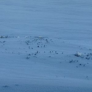 Willow Ptarmigan - Alaska