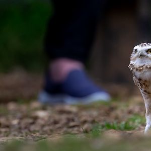 Burrowing owl : Cotswold Falconry Centre : 04 Sep 2020