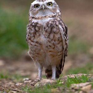 Burrowing owl : Cotswold Falconry Centre : 04 Sep 2020