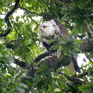 African fish-eagle : Cotswold Falconry Centre : 04 Sep 2020