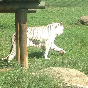 White tiger