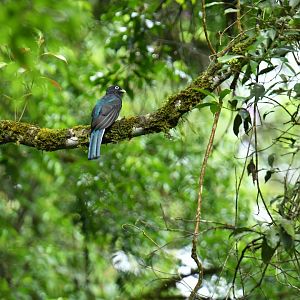Green-backed Trogon (Trogon viridis)