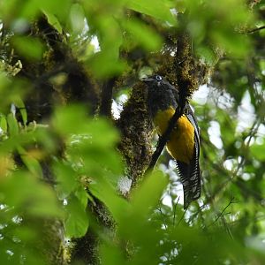 Green-backed Trogon (Trogon viridis)