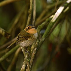 Ochre-faced Tody-flycatcher (Poecilotriccus plumbeiceps)