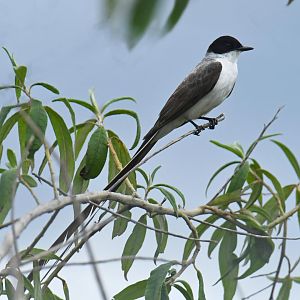 Fork-tailed Flycatcher (Tyrannus savana)