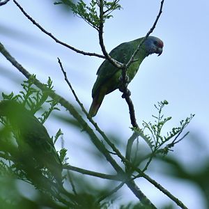 Red-tailed Amazon (Amazona brasiliensis)