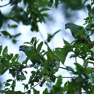 Red-tailed Amazon (Amazona brasiliensis)