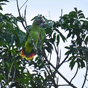 Red-tailed Amazon (Amazona brasiliensis)