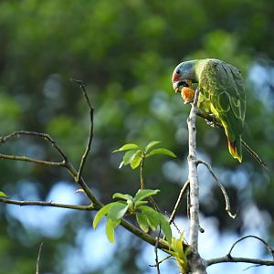 Red-tailed Amazon (Amazona brasiliensis)