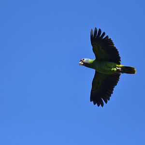 Red-tailed Amazon (Amazona brasiliensis)