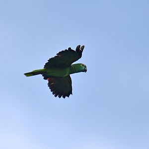 Blue-fronted Amazon (Amazona aestiva)