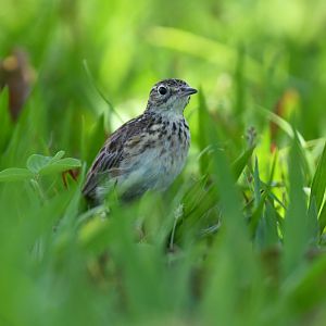 Yellowish Pipit (Anthus lutescens)