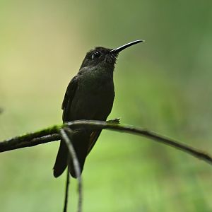 Sombre Hummingbird (Aphantochroa cirrochloris)