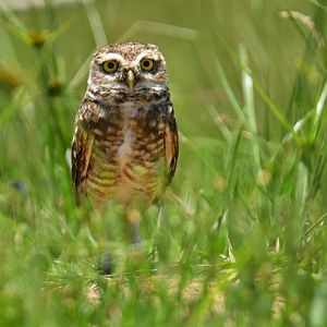 Burrowing owl (Athene cunicularia)