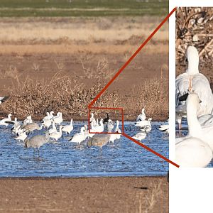 blue morph snow goose