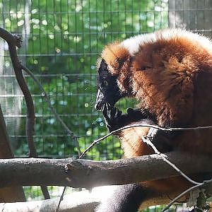 Paul & Lynsey's Zoo Tour #114 Shaldon Wildlife Trust