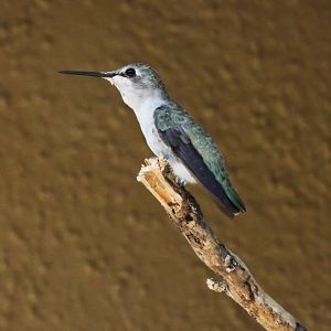 Black-chinned hummingbird [2015]