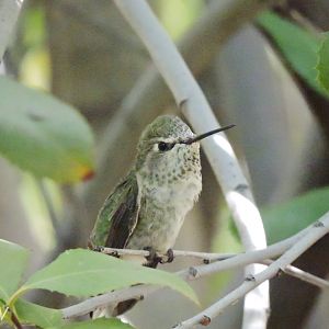 Anna's hummingbird [2015]