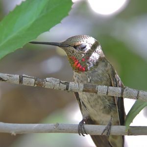 [ID] Hummingbird [2015]