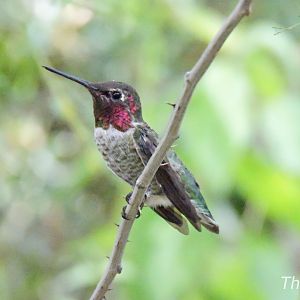 [ID] Hummingbird [2015]