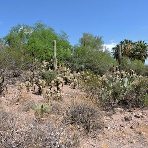 Path around the park [2015]