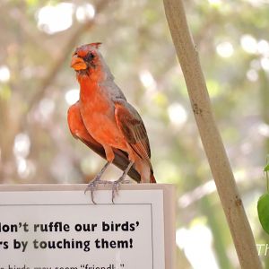 Northern cardinal [2015]